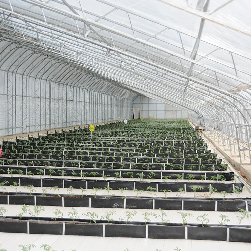 2025년 단일 경간 온실, 아치형 온실, 항온 필름 덮개 식물 재배 농업용 온실