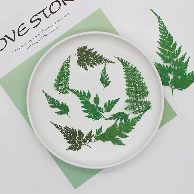 24pcs/lot,nature fern leaf pressed flower,embossed plant specimen DIY drop glue mobile phone case bookmark photo frame stickers