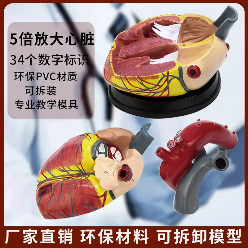 Standard 1:1 Human Heart Anatomy B Ultrasound 3d Model Blood Circulation Detachable Natural Big Medical Teaching Model