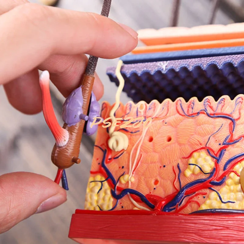 4D Medical Teaching Plastic Adhesive Human Skin Structure Anatomical Assembly Model Scalp Hair Follicle Supplies