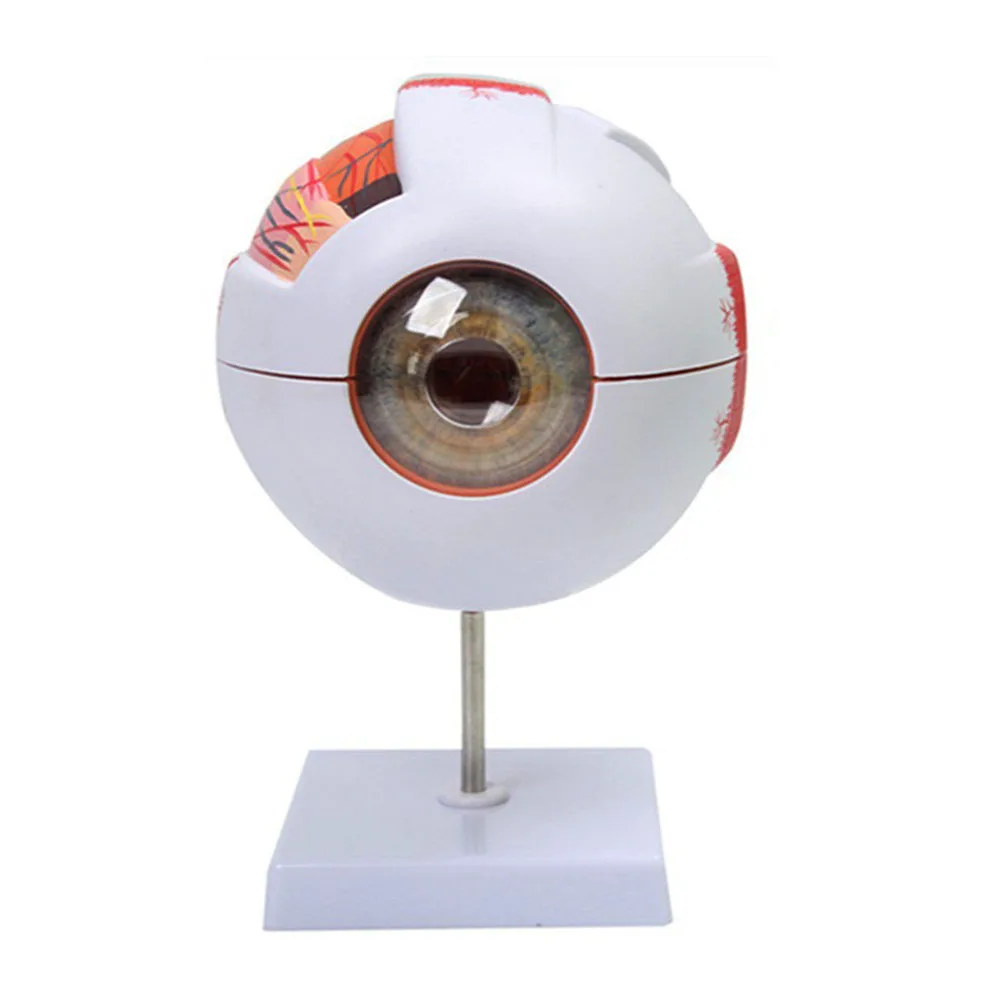 

Eyeball Model Anatomical Eye Model Medical Learning And Teaching Instrument Medical Science Teaching Resources Eyelid 6 times