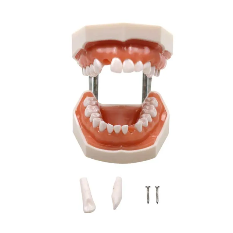 Dental Adult Teeth Model Teaching Study Typodont Demonstration Dentist Student Training Practice Model Dental Materials