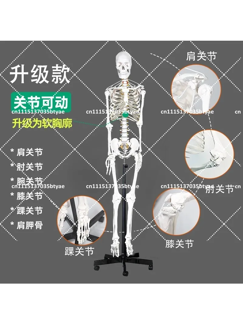 180cm full joint dynamic skeleton model of human body, functional display skeleton for rehabilitation hospital
