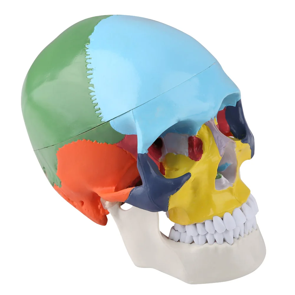 Medical Teach Instrument Coloured Adult Human Skull Anatomical Model with Identification Card
