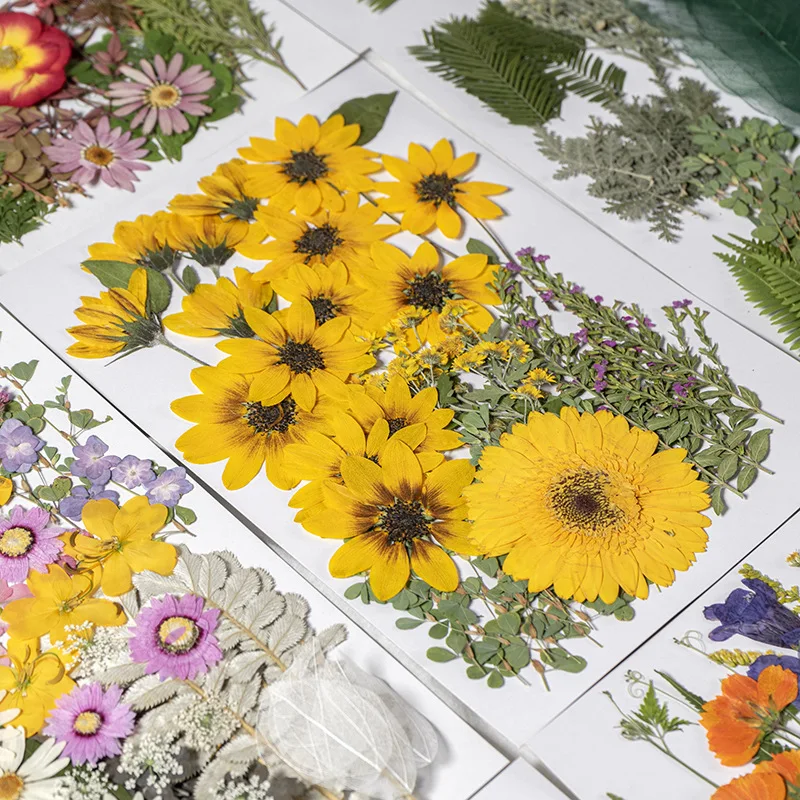 

Big Series C Colorful Flower Sunflower Dried Flower Pressed Flower Material Kit Real Flower Resin Pressed Flower Phone Case Handmade Fan Bookmark Leaf Specimen Nail Art Beauty Home Decoration Items