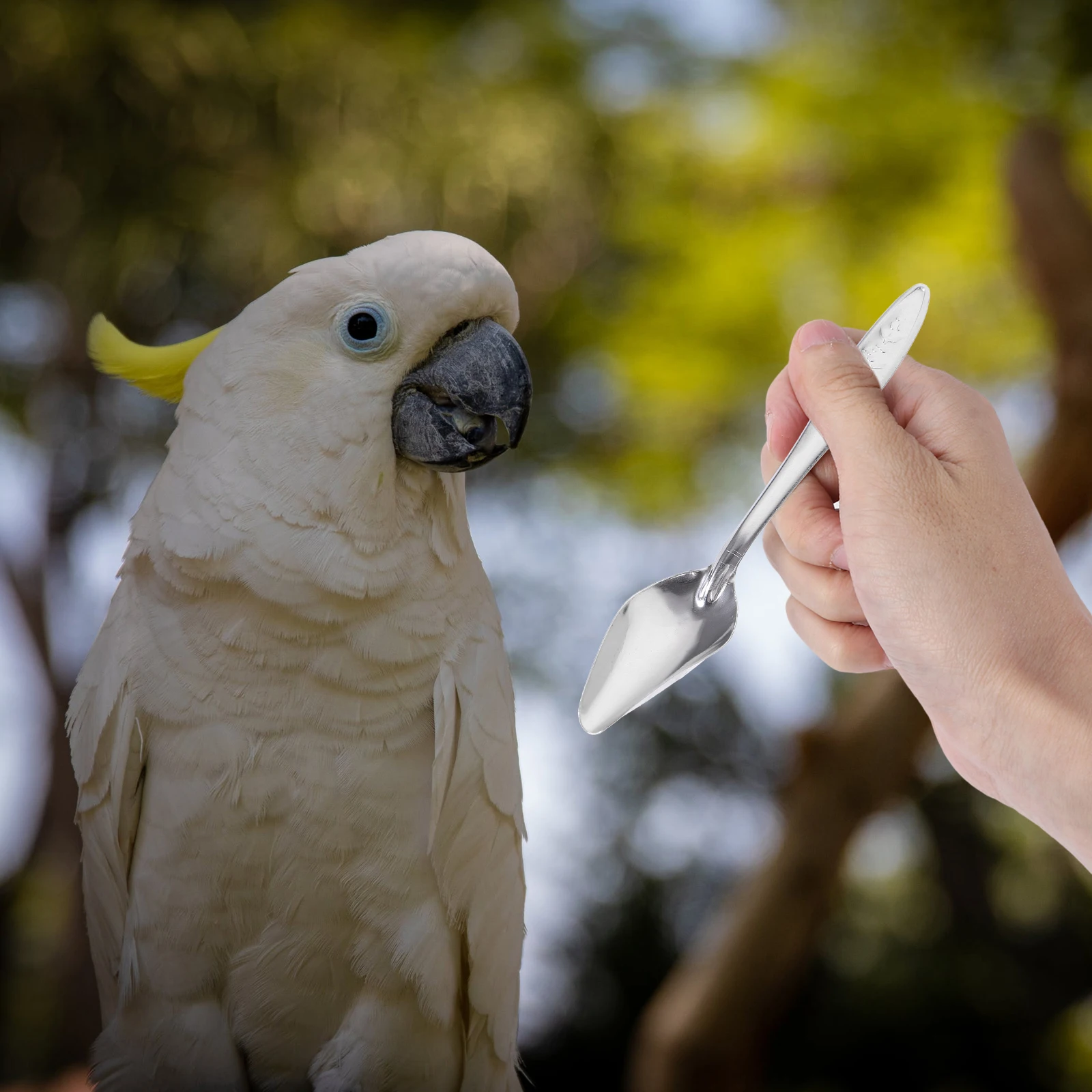 

Bird Feeding Spoon Parrot Feeding Spoon Bird Parrot Spoon Pet Feeding Spoon