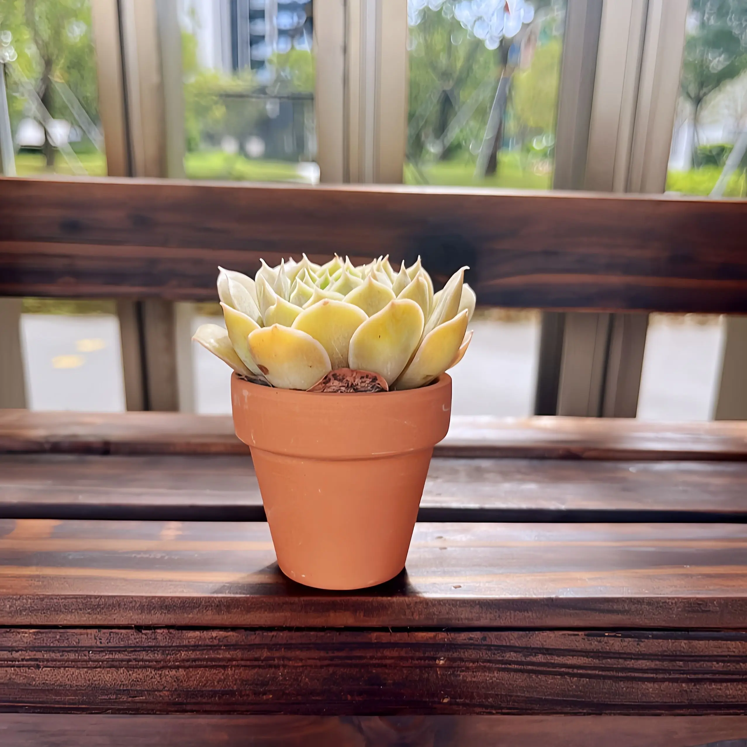 24 قطعة 2.5 بوصة أواني تيرا كوتا الفخار زارع الصبار أواني الزهور وعاء عصاري مع فتحة الصرف-رائع للنباتات والحرف اليدوية