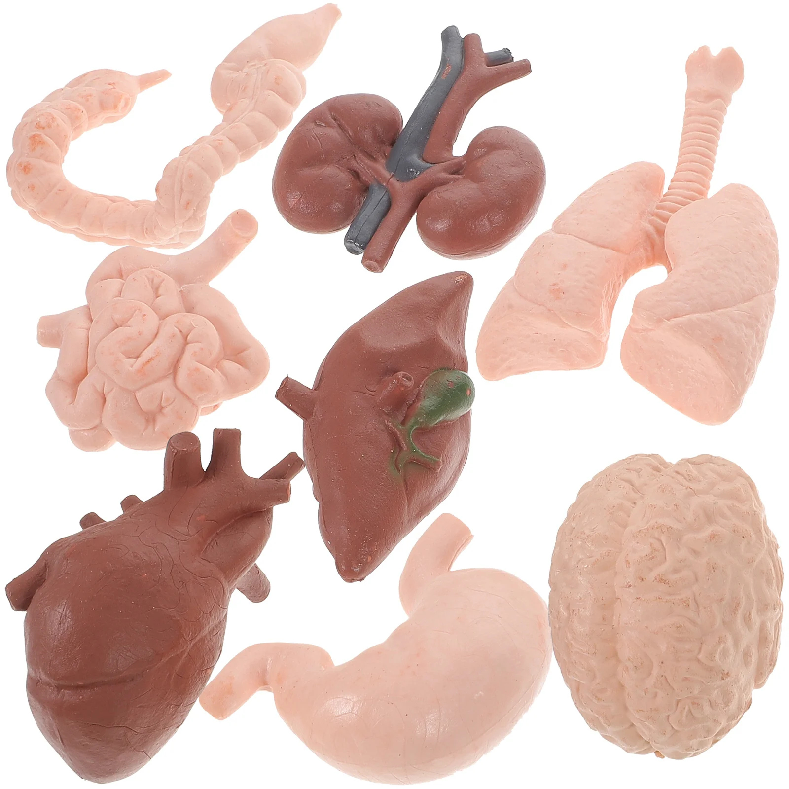 8 Pcs Human Organ Model Liver Major Artificial Props Teaching Classroom Tools Plastic Specimen