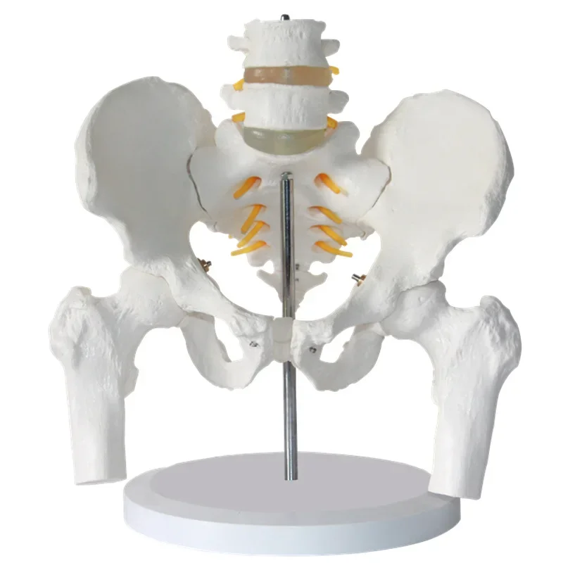 Human Male Pelvis with Lumbar Vertebrae and Femoral Model Department of Orthopedics Spinal Column Spine Model