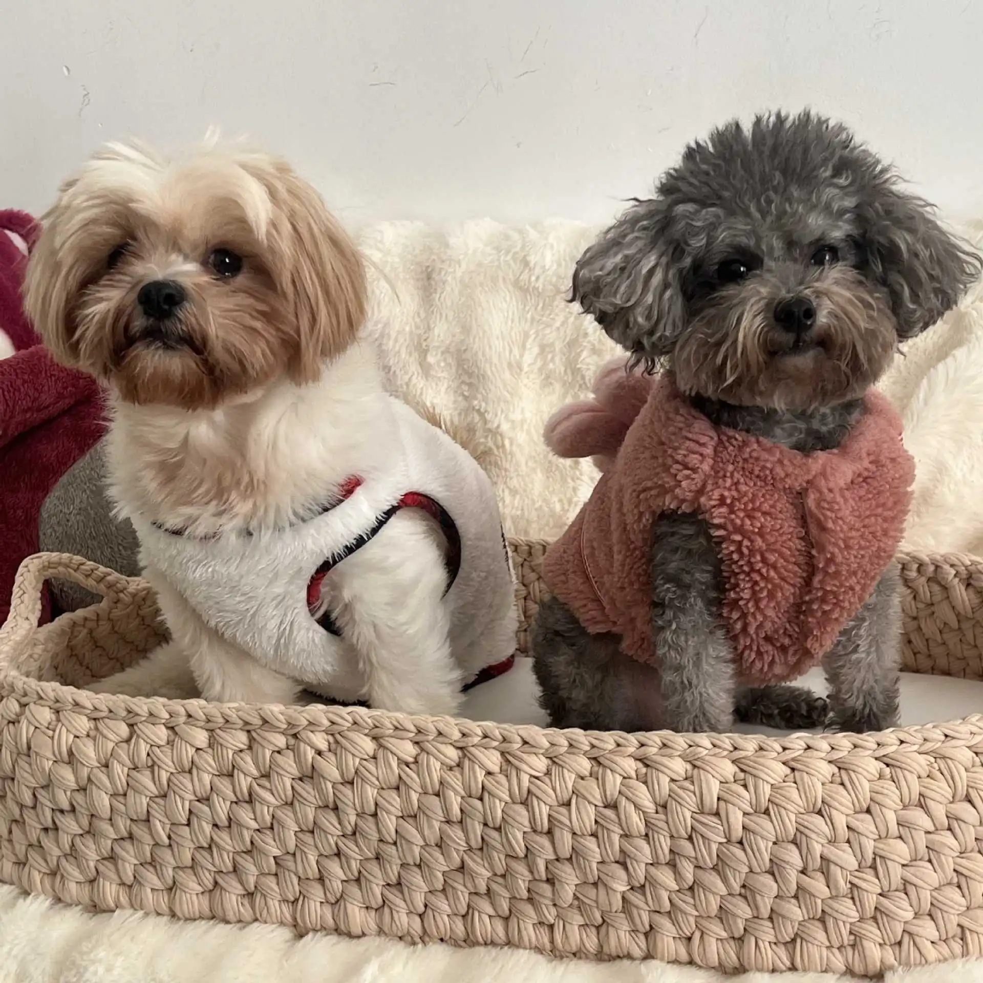 وسادة نوم على شكل قطة منسوجة للفصول الأربعة للخريف والشتاء، سجادة نوم للكلاب متوسطة وصغيرة الحجم، أريكة للحيوانات الأليفة #3