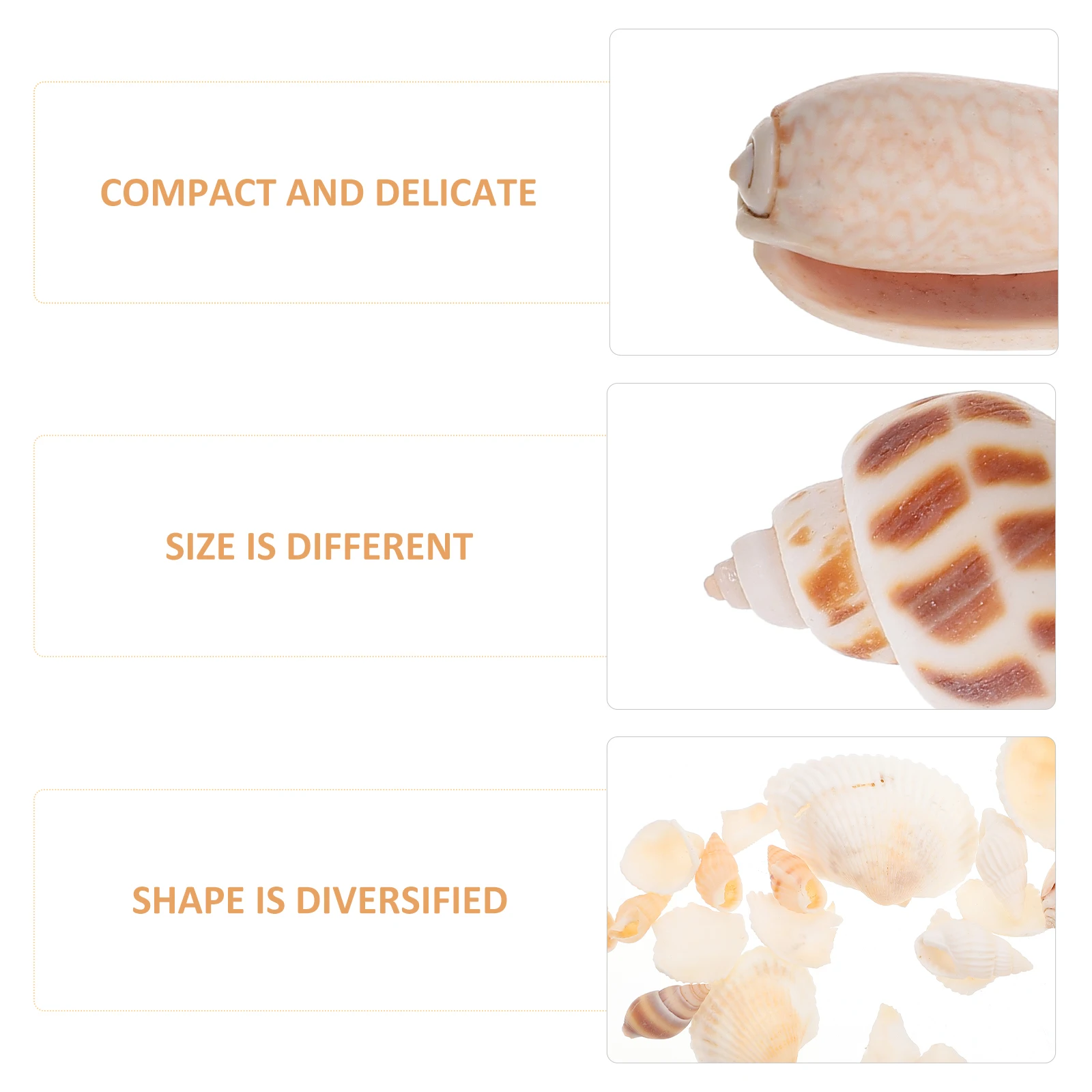

2 Boxes Seashell Ornament Conch Snail Shell Decorative Craft Natural White Fish Tank Aquarium Decoration Ocean Theme Safe Resin