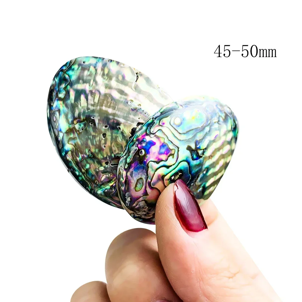 Natural Abalone Shell Polished Seashell Rainbow Iridescent Craft Jewelry Making Altar Decor Smudging Bowl Healing Shell view 6