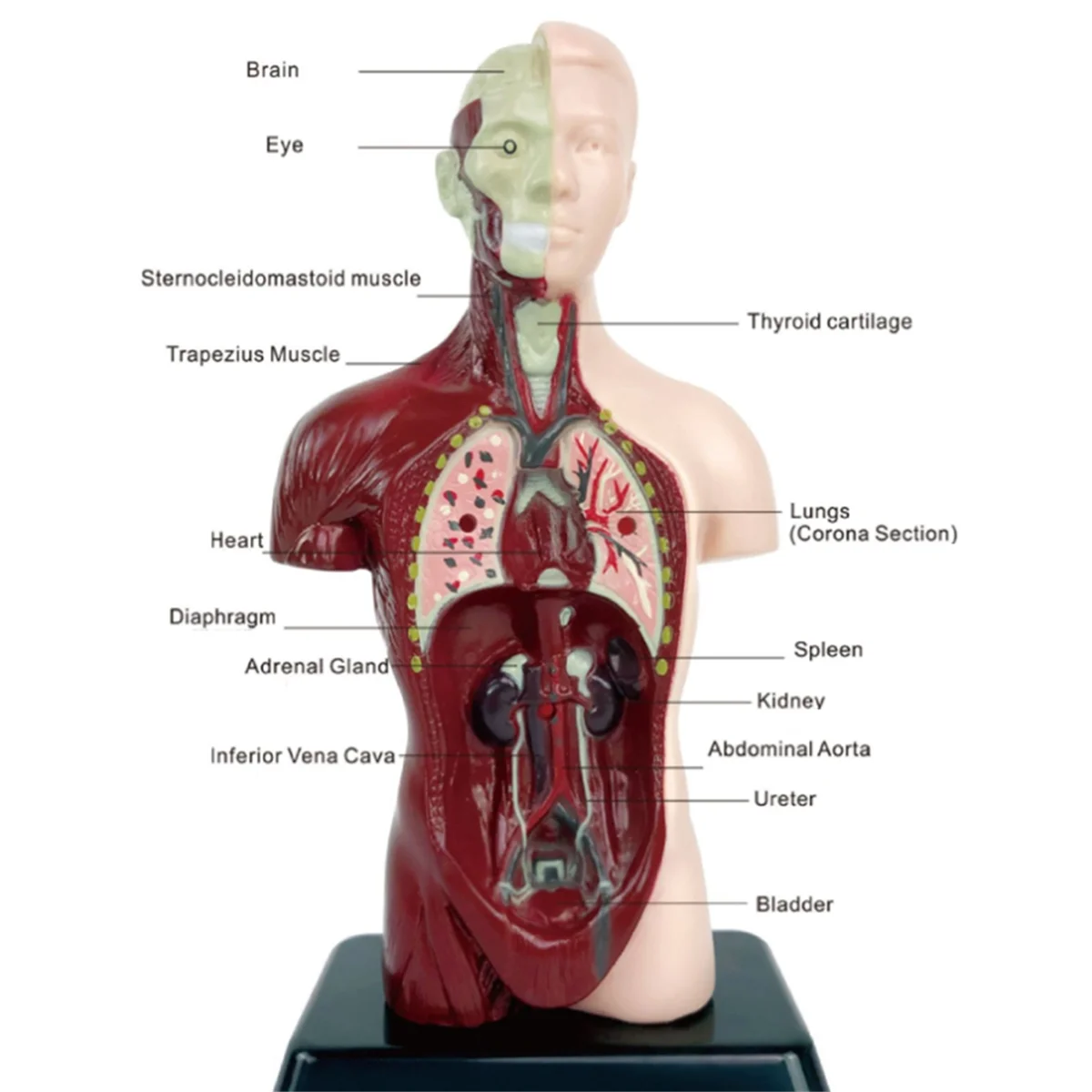 New Human Body Model with 7 Removable Organ Models,Educational Organ Anatomy Model for Biological Science Learning