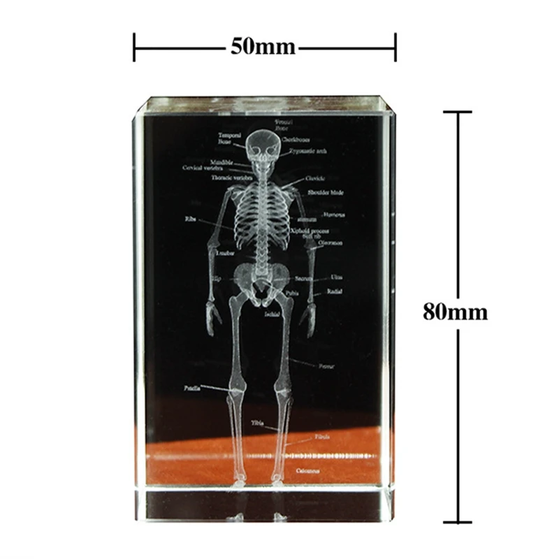 نموذج هيكل عظمي كريستالي للطلاب ، هيكل عظمي بشري ، هدية تشريح ، ملصق كريستال