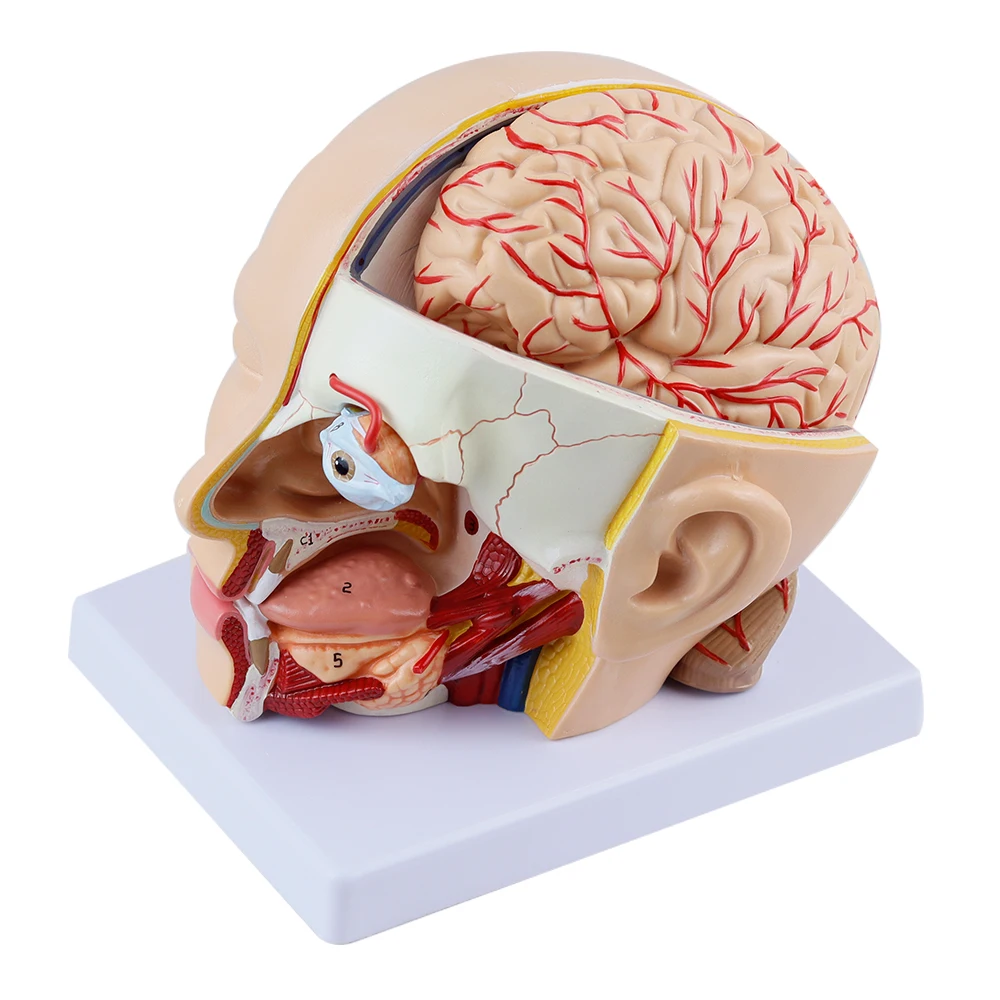 

4 Parts Human Head Anatomical Model with Brain Model Head Skull Brain Cerebral Artery Anatomical Model Hospital Teaching