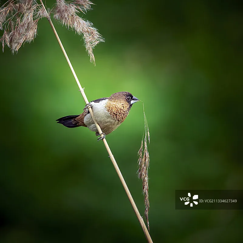 

iFlight Commando 8 Nano Radio Transmitter ELRS 2.4G 100mW Remote Controller Compatible With FPV Simulators for RC Racing Drone