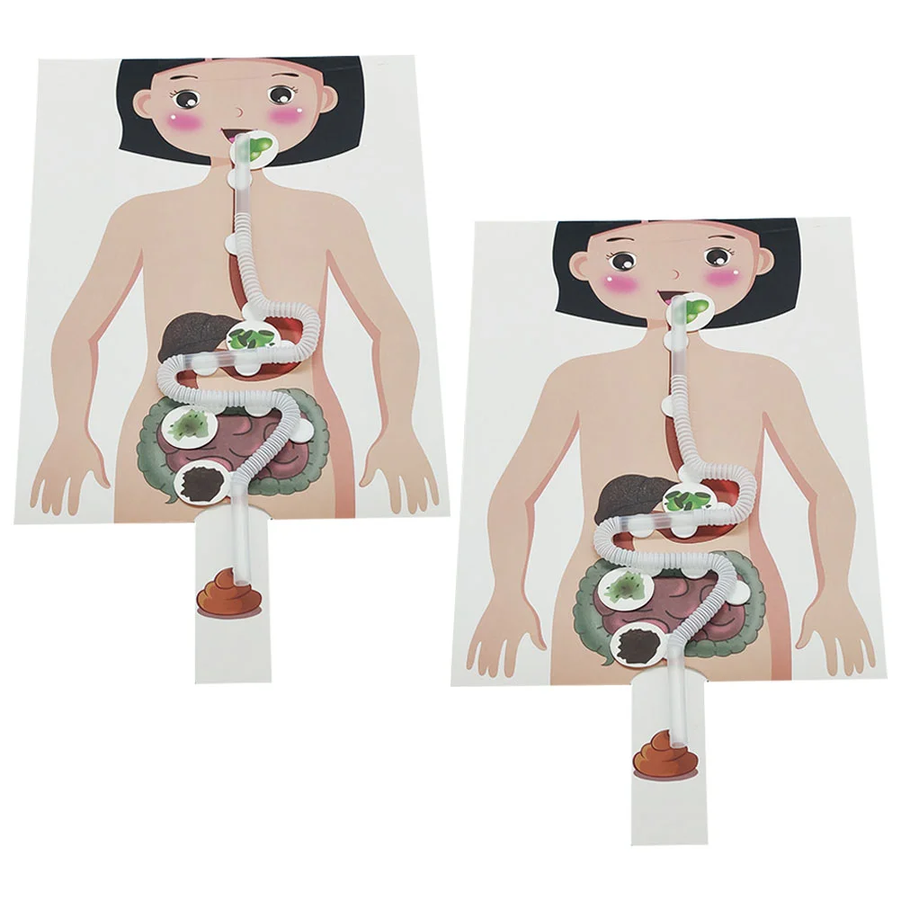 2 Sets Digestive System Model DIY Experiment Kit Toy Human Simulation Craft Food Toddler