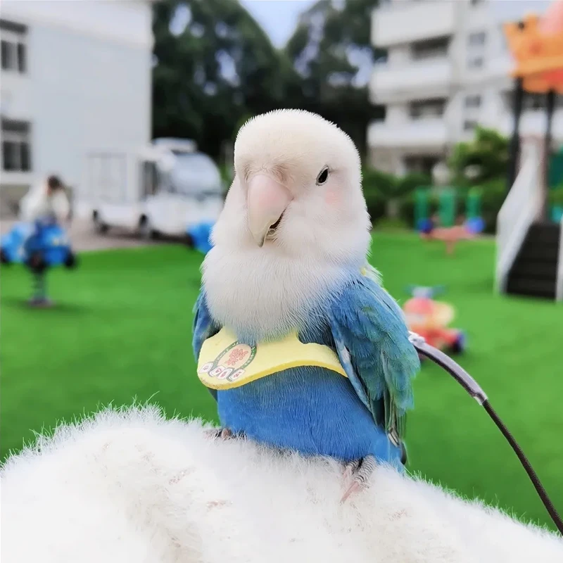 Parrot Harness Leash Flying Anti-bite Traction Rope Straps Peony Parrot Cockatiel Training Outdoor Carrying Adjustable Bird Pet