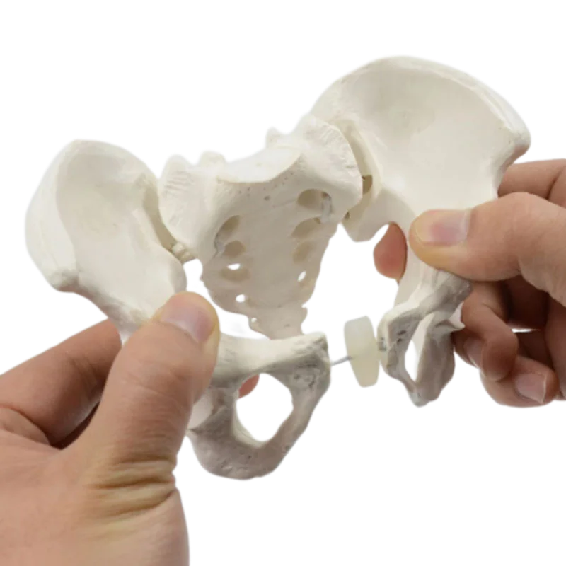 Mini Pelvis Model Human Skeleton Model 1:2 size pelvis Specimen Hip Skeleton Anatomy Medical Tool school education