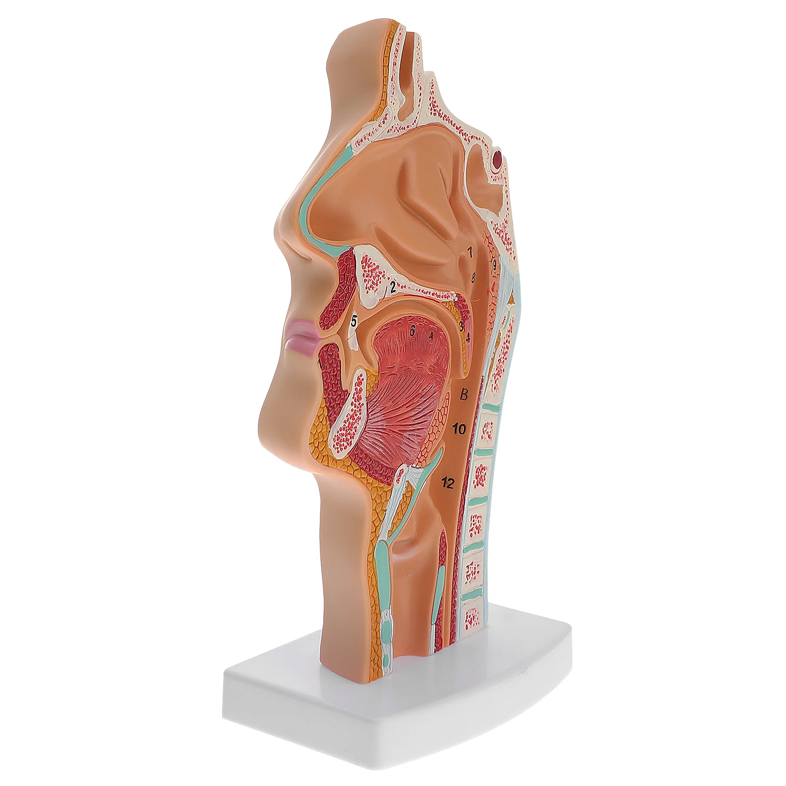 Human Nasal Cavity Oral Anatomical Model Tool Body Nose Throat Anatomy Doctors Office Educational Pvc Larynx and Pharynx