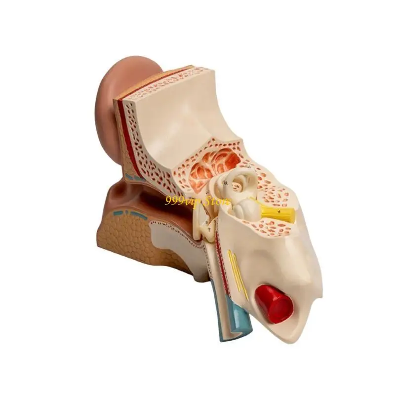 

C90c Anatomy Model Анатомическая модель слухового органа.