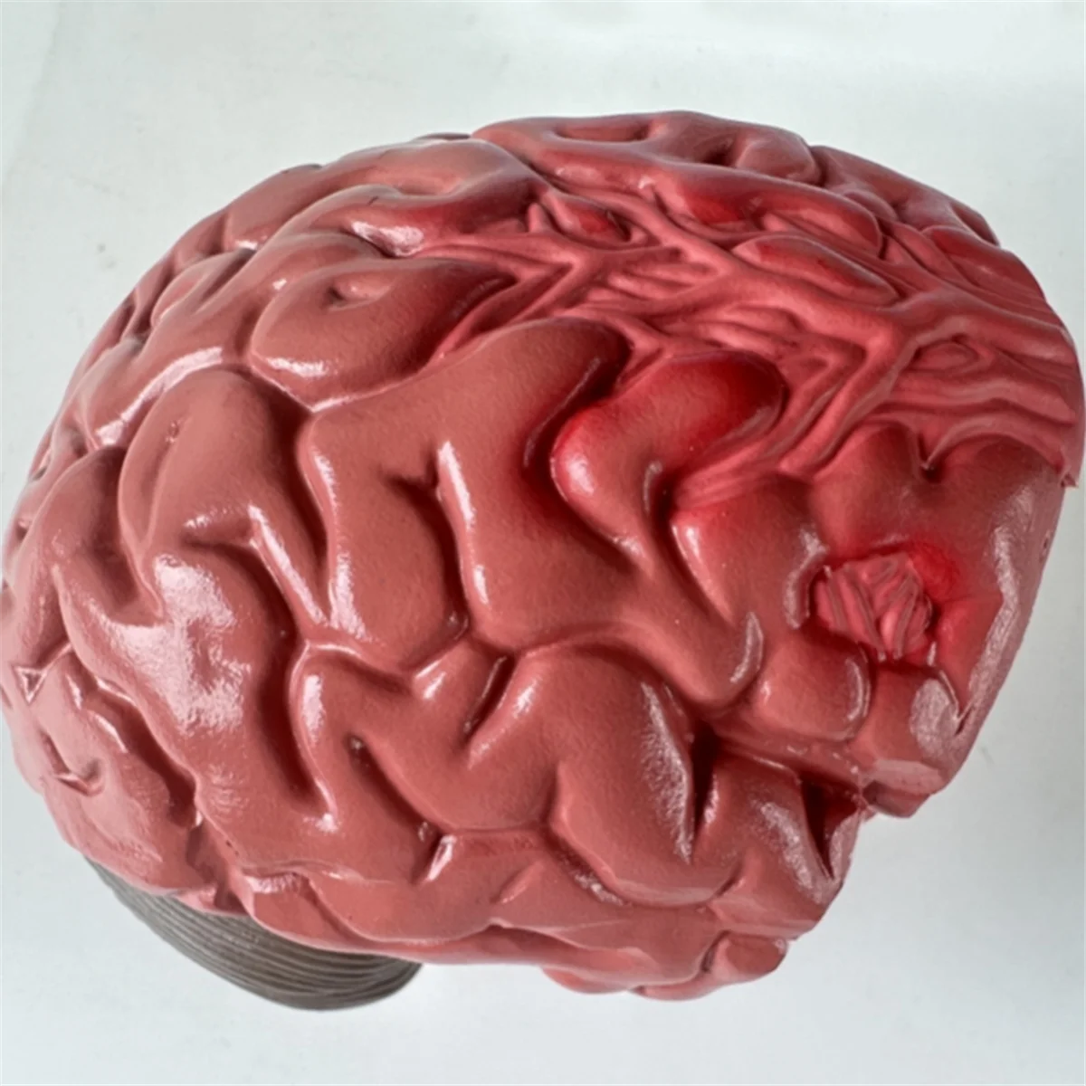 

【Home-Tools!】Human Brain Disease Model - Brain Pathology Brainstem Hemorrhage Medical Teaching Model - Human Brain Anatomy Model