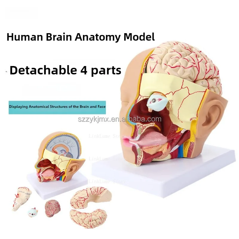 Medical Science Resource Human Head Anatomy Model with Four Removable Parts for Laboratory Equipment Teaching Aids