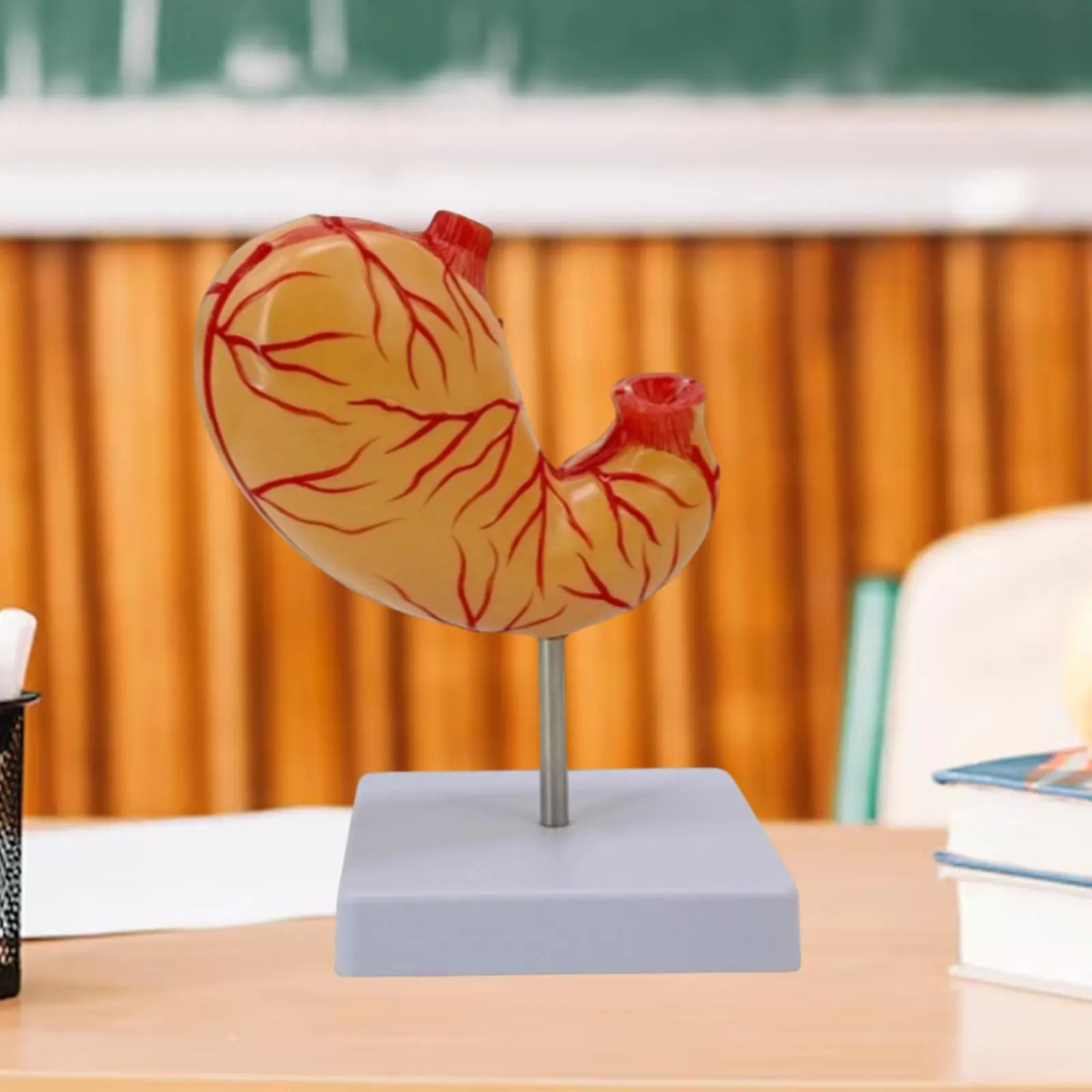 

Human Stomach Anatomical Model with Base 2 Parts Teaching Equipment for Anatomy Education Science Lesson Demonstration School