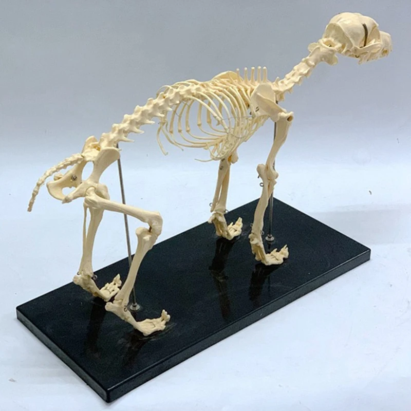 Dog Skeleton Model Animal Anatomy Teaching Veterinary Demonstration Tool