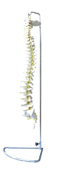 

Spine Model Medical Science Simulator Human Skeleton Bendable Vertebra Anatomy Educational Guidance Study Assistance Teaching Ai