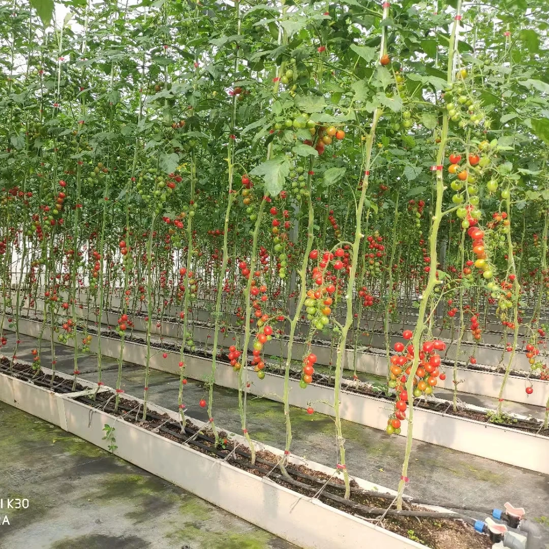 

Customized greenhouseCustom Size Tomato Polycarbonate Greenhouse UV Protection Double Layer for Agriculture Plant Growing Made P