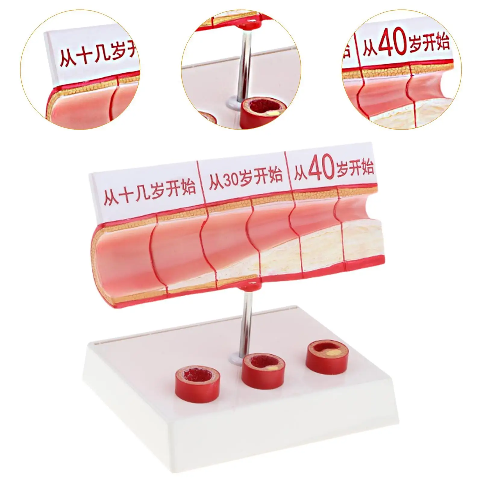 نموذج تشريح الأوعية الدموية البشرية أداة عرض تعليمية احترافية لتعلم دراسة المدرسة في الفصول الدراسية