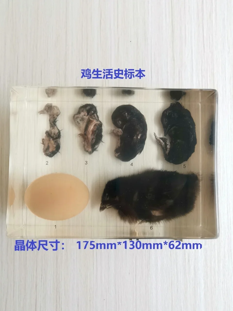 Chicken Life History Specimen Transparent Resin Embedded Specimen Teaching Animal Specimens Teaching Tools