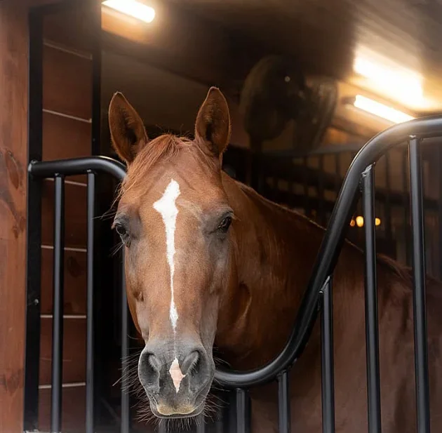 Well-ordered and perfected stables good tools for horse breeding well-systematized and of high quality horse rooms