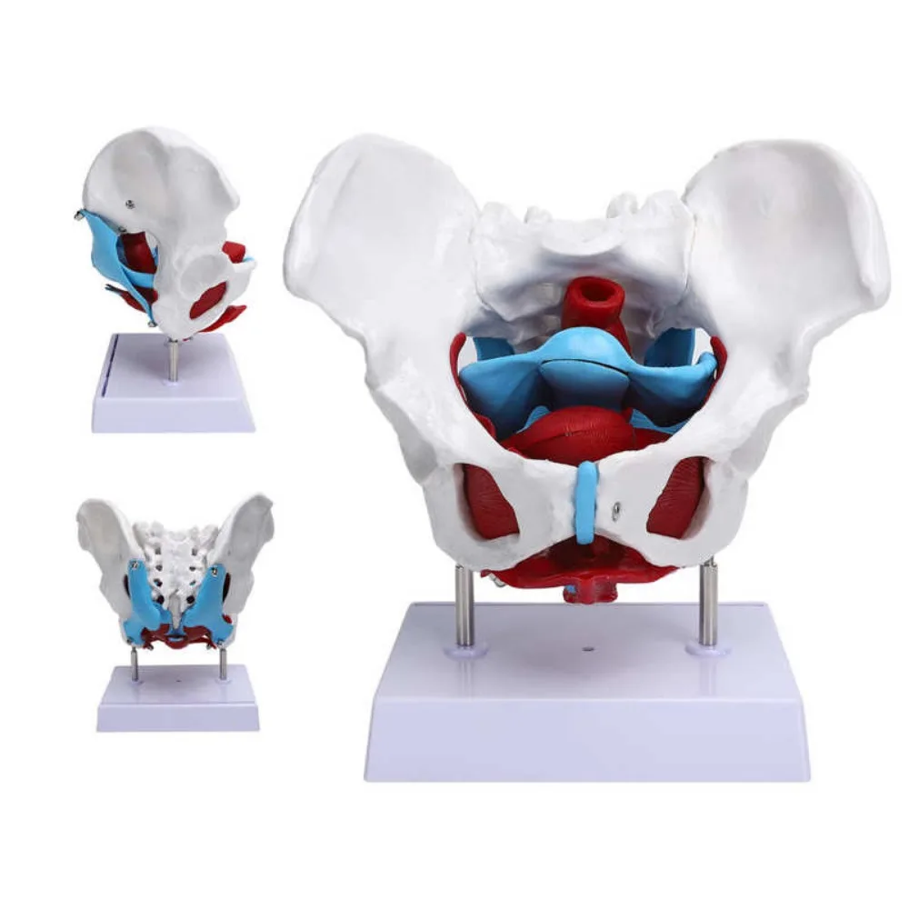 Pelvis Model Detachable Sacrum Hip Bone Female Pelvis Muscle Female Reproductive System Pelvic Bone Human Skeleton Anatomy Model