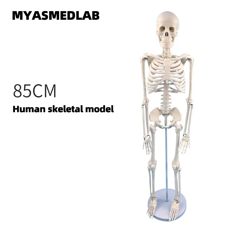 85cm Human Skeleton Model, Full Body Skeleton Human Model, Adult Small Skull Teaching Spine Model