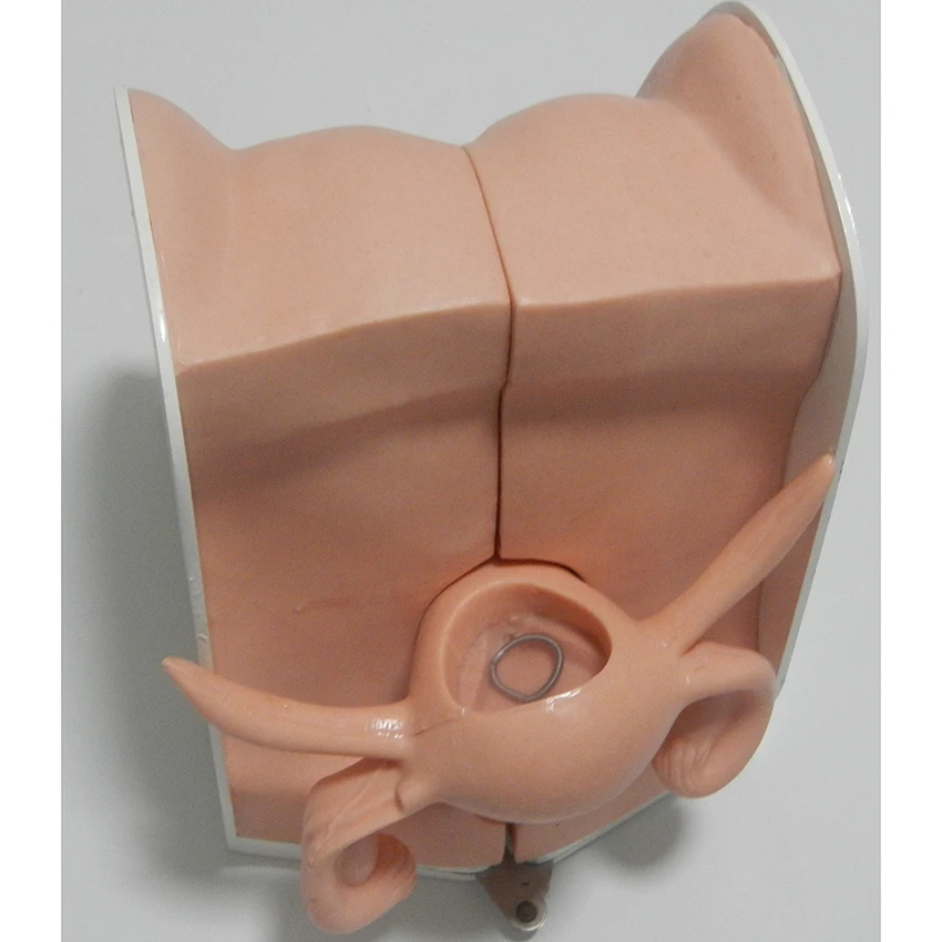 Anatomical section of female genitals, IUD Simulator,Contraception Guidance Model