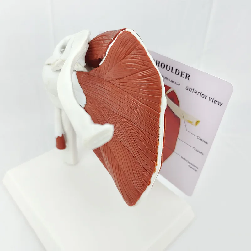 筋肉肩モデル、人体解剖学右肩関節筋肉モデル、オフィスおよび教室の解剖学モデル簡単インストール