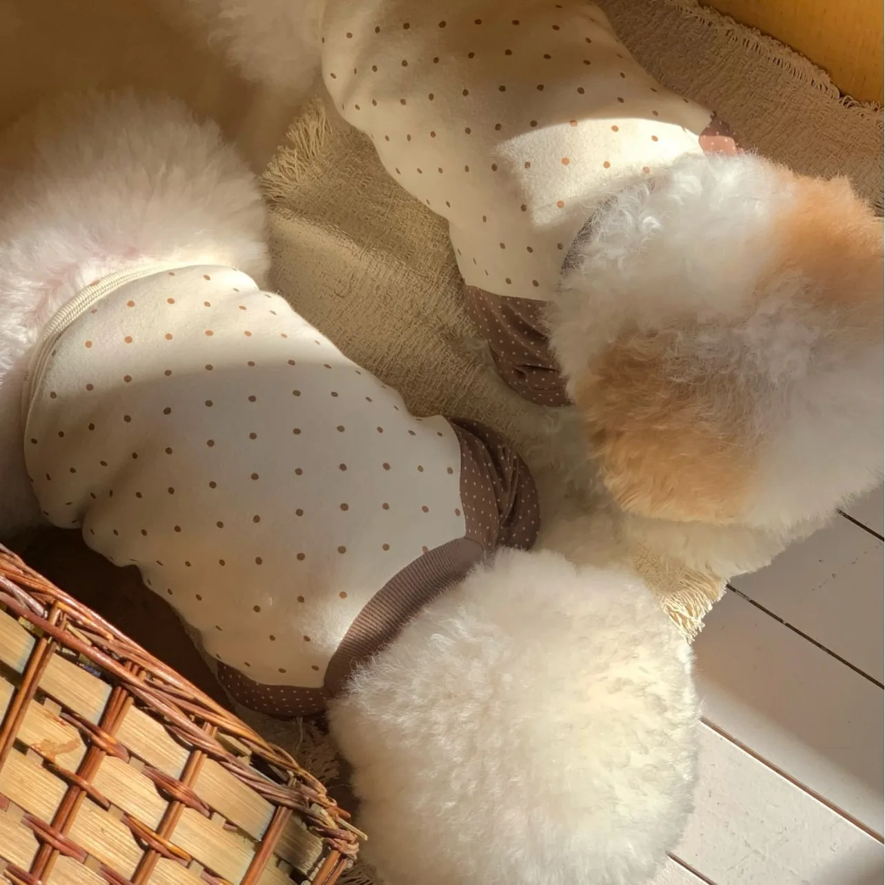 Two-Legged Dog Clothes Autumn Winter New Vest Cute Polka Dot Teddy Base Shirt Warm Clothing for Small Dogs