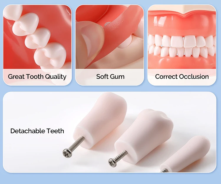 AZDENT Dental Standardzahnmodell 32-Zahn-Extraktionsmodell 1:1 Harzzähne Abnehmbares weiches Zahnfleisch Schraubendreher Zahnmedizinunterricht – Detail 4