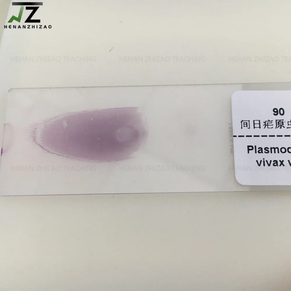 Plasmodium Vivax Smear Parasitology Microscope Prepared Slides Manufacturer