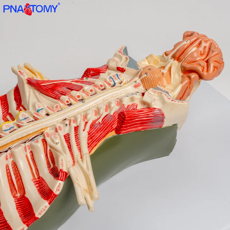 

Enlarged Model of Intraspinal Cord and Spinal Nerves for Medical Teaching Nervous System