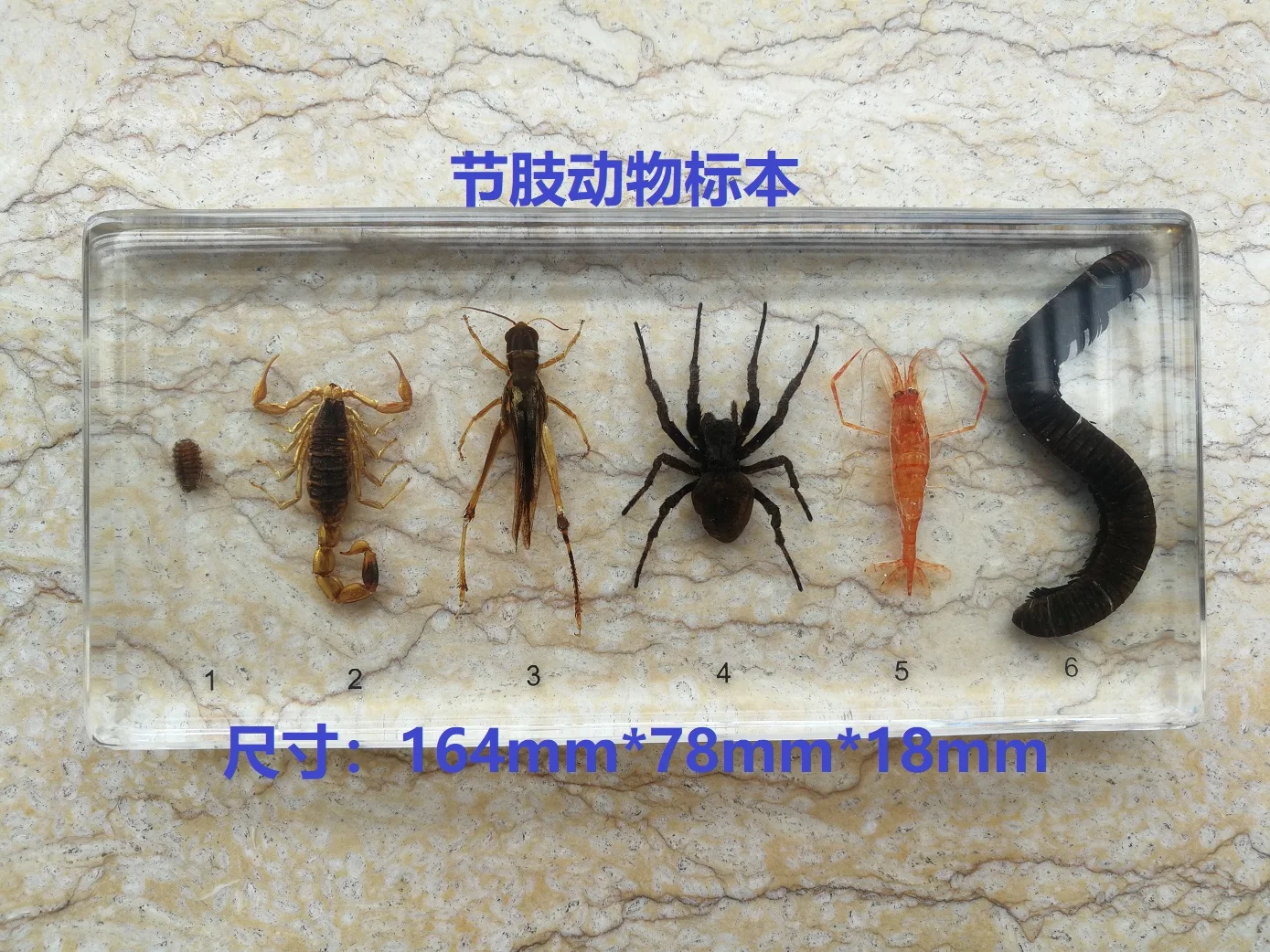 Real Insects Butterflies Starfish Shell Botany Specimens Transparent Resin Specimens Children Teaching Beach Decoration for Home