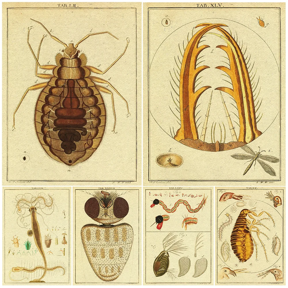

Head Of Fly,Flea,Moth Mouth Parts,Insect Illustrated Book,Vintage Wall Art Canvs Print,Small Aquatic Insect,Art Poster Print