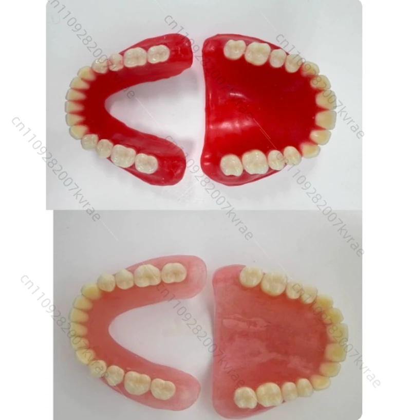 Full senior teeth Full teeth Model display supplies Full dentures Removable dentures