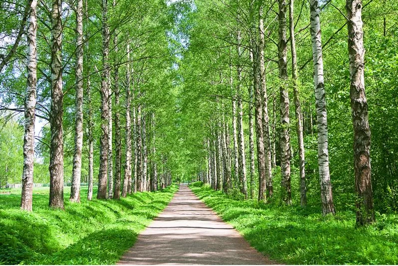 Aangepaste behang 3d Forest Avenue Big Tree landschap muurstickers woondecoratie berkenbos Ginkgo jungle decoratie muurschildering