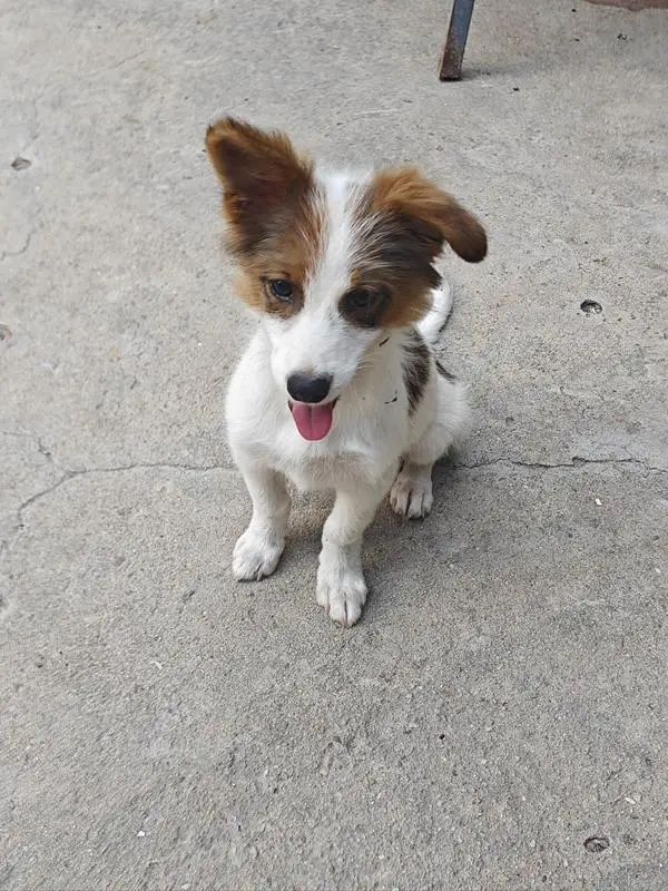 Aap Stapelspel Kinderfocus Speelgoed Aap Balansboom Ouder-kind Interactief spel Onderwijs Vaardigheden Training Cadeau