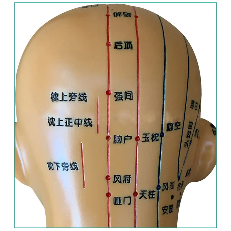 Head Acupoint Model Acupuncture And Moxibustion Lettering With Acupoints Whole Face Head Massage Chart Meridians Model