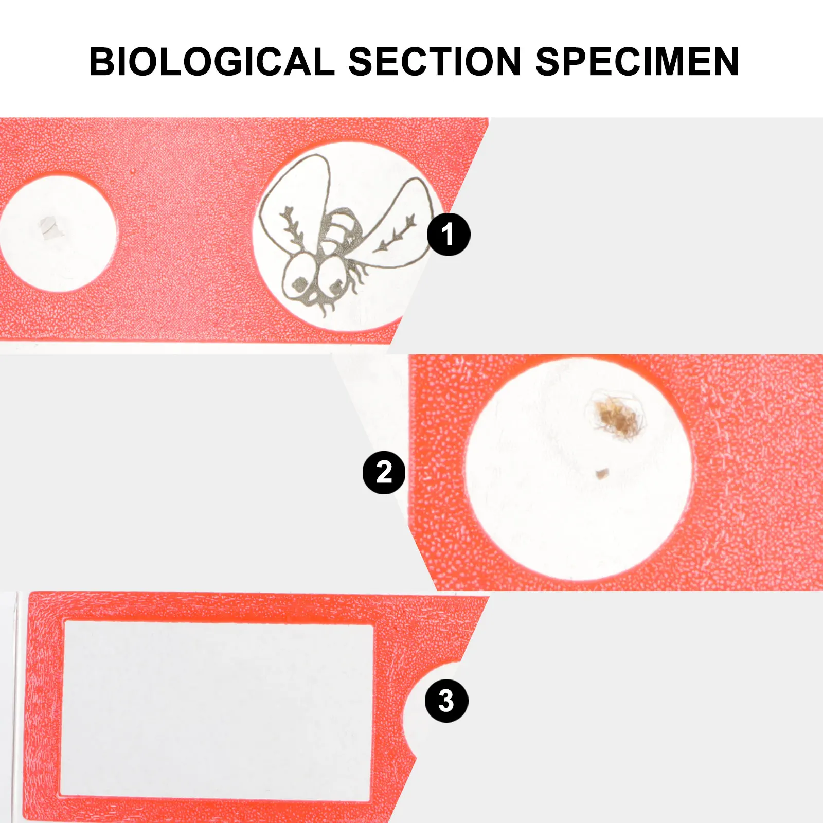 

Red Plastic Insect Specimen Slides for Kids Microscope Accessories Practical Science Education Set