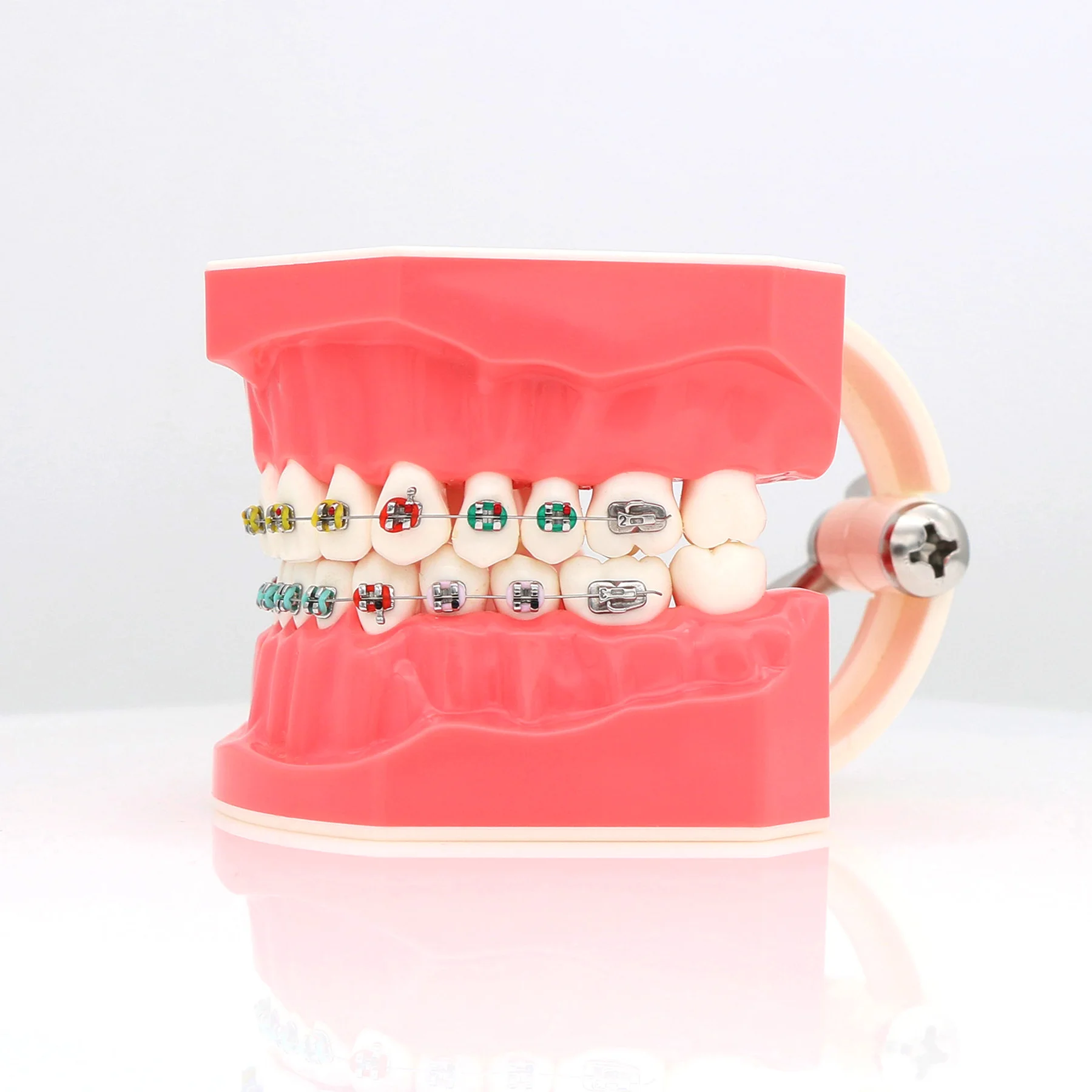Dental 1:1 Typodont Demonstration Model Orthodontic M7010-2 With Fixes Braces on Teeth Model with Brackets For Patient Study